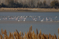 Göründü Marshes